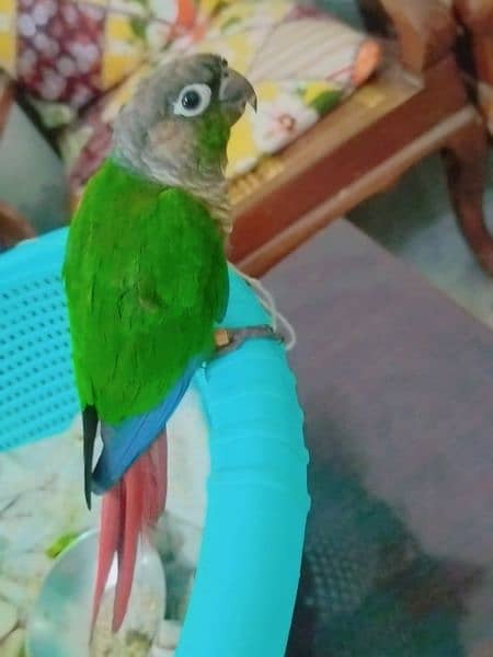 conure bird 1