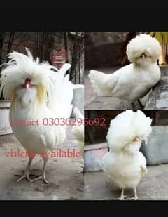 Fancy only  chicks Brahama,Polish,golden nd white cochine ,Coco,