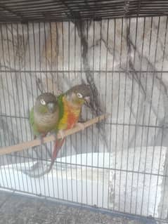 breeder green cheek conure pair,active