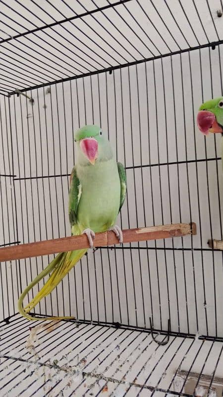 raw parrot hai full active and healthy 0