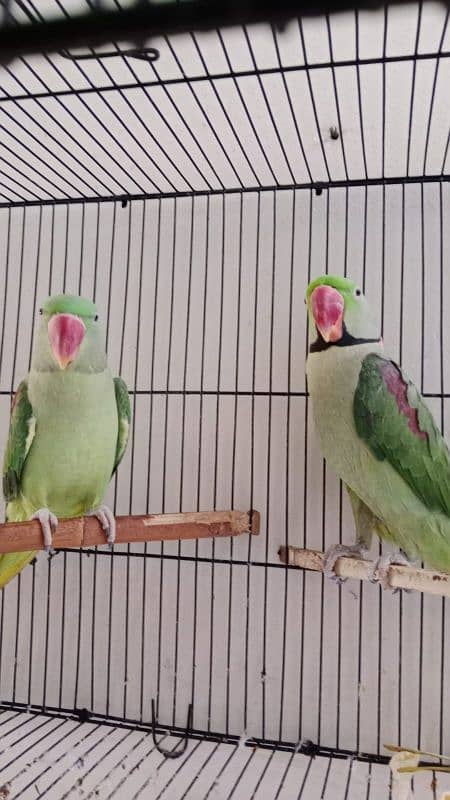 raw parrot hai full active and healthy 1