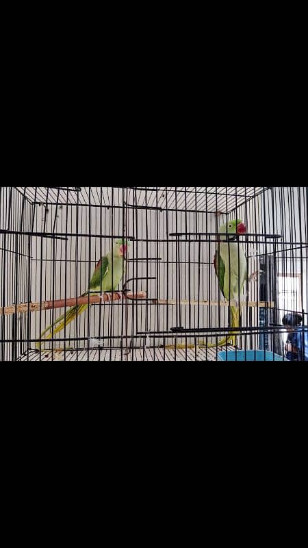 raw parrot hai full active and healthy 2