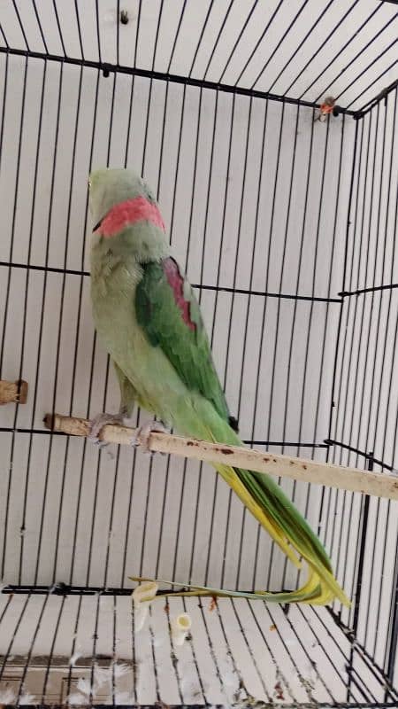 raw parrot hai full active and healthy 3