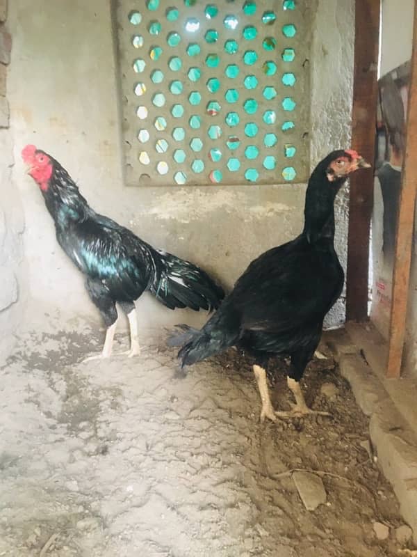 Pure lasani male nd female 0