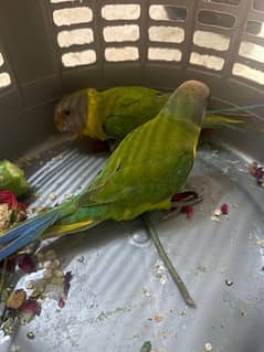 Ring neck green parrot baby  for sale