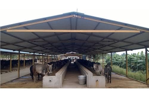 Dairy farm parking sheds big steel structure tensile shed 4