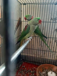 raw parrot breeder pair for sale