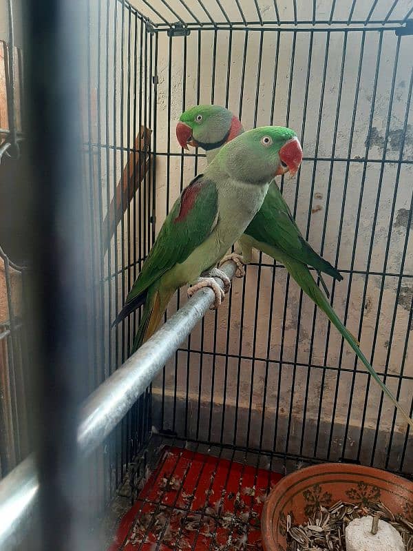 raw parrot breeder pair for sale 0