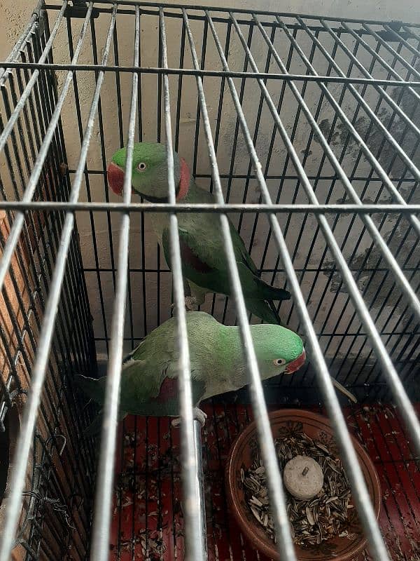 raw parrot breeder pair for sale 2