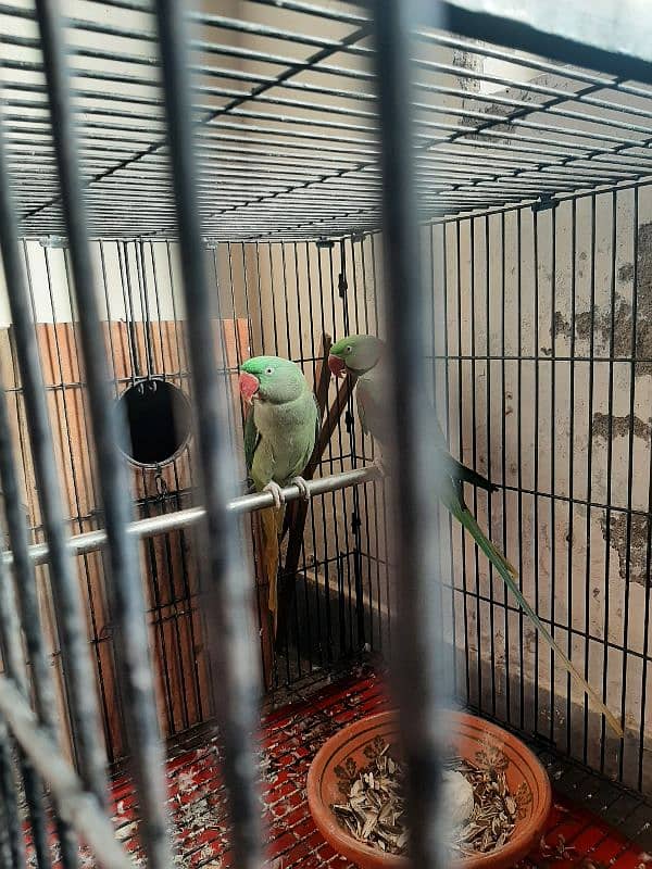 raw parrot breeder pair for sale 3