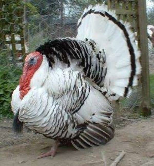 Male Adult Turkey 0