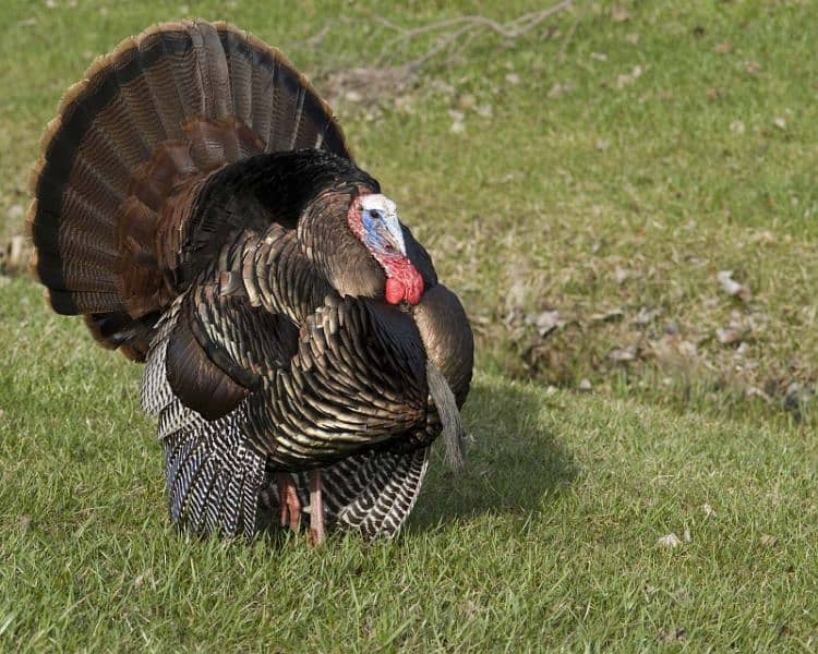 Male Adult Turkey 1