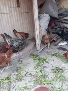 dasi hen egg laying