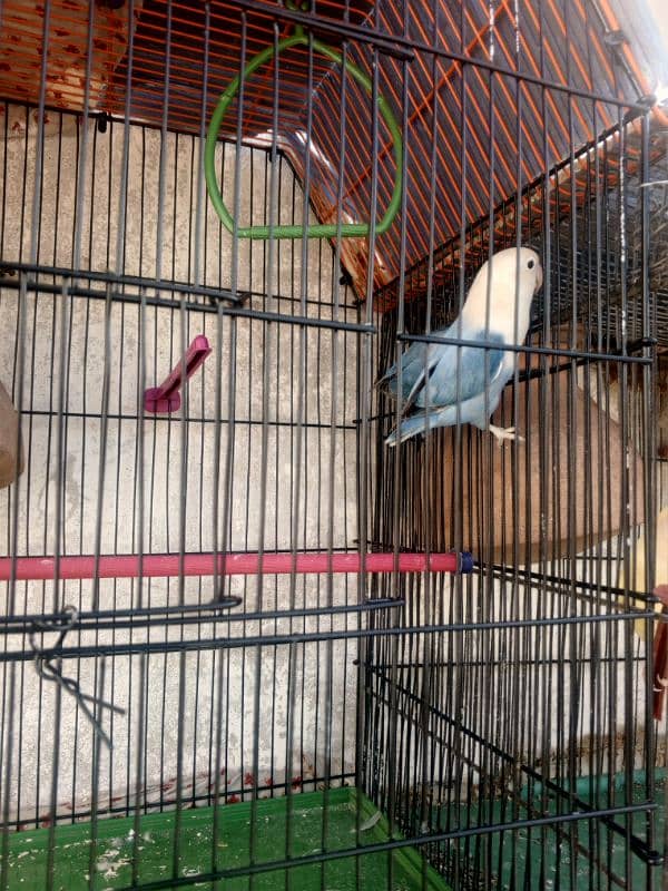 I am selling a blue sable pair of bird 5