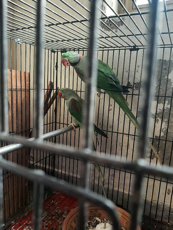 raw parrot breeder pair for sale 5