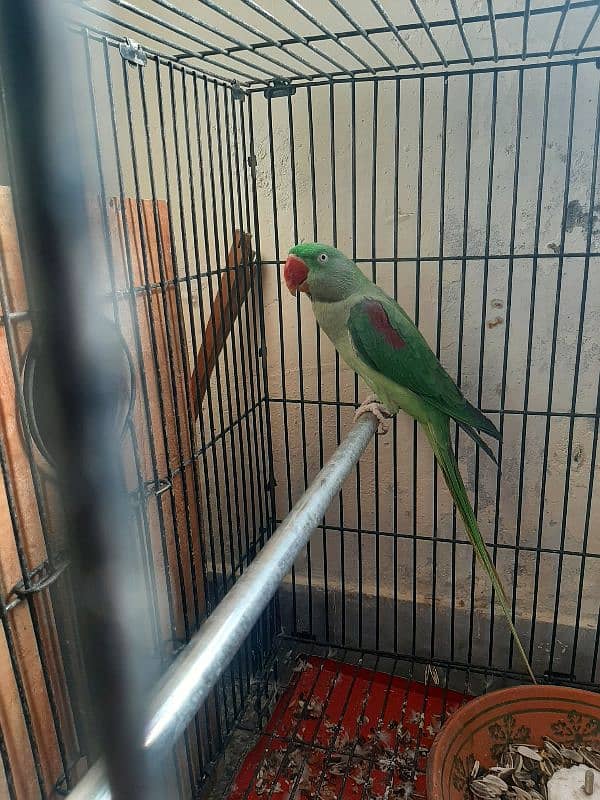 raw parrot breeder pair for sale 6