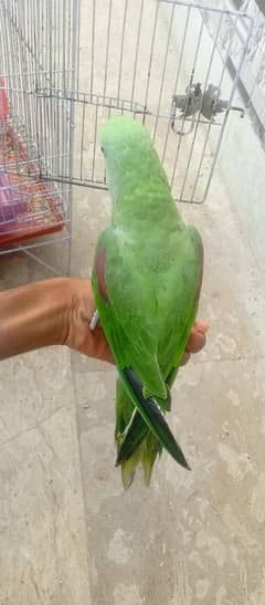 kashmiri Raw parrot 03294601334 on Whatsapp