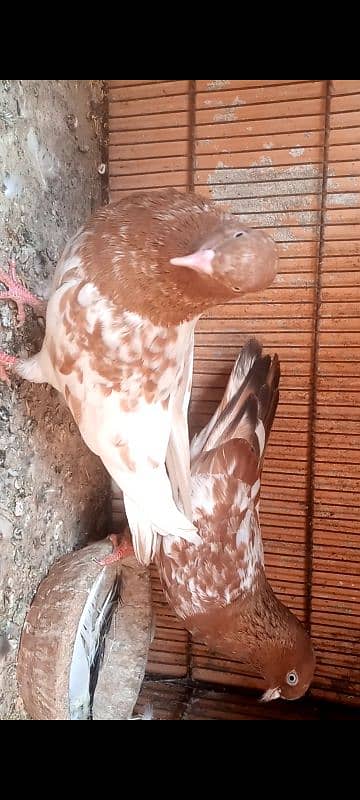 Ambersere pair ,2 Ambersere male ,1 moti wala male ,1 silver male 3