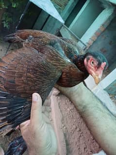 Pure Aseel Mianwali Hen for Sale Healthy & Strong Female