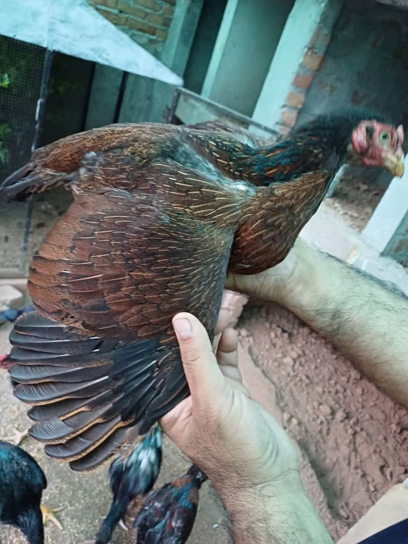 Pure Aseel Mianwali Hen for Sale Healthy & Strong Female 1