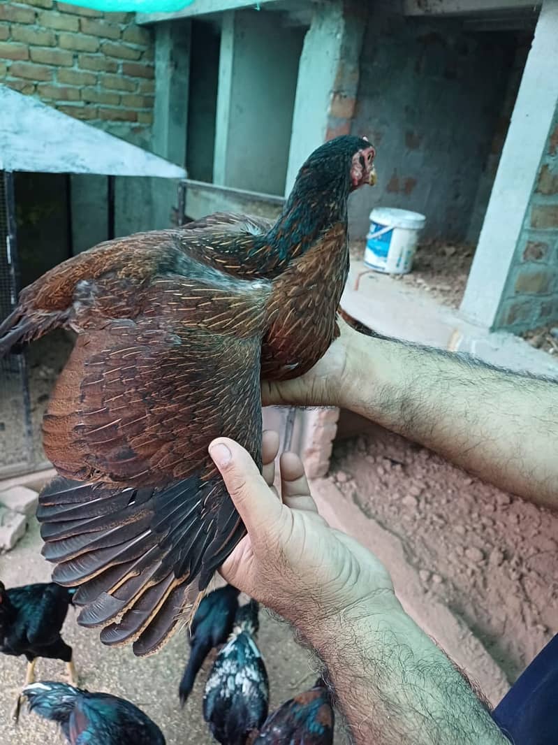 Pure Aseel Mianwali Hen for Sale Healthy & Strong Female 2