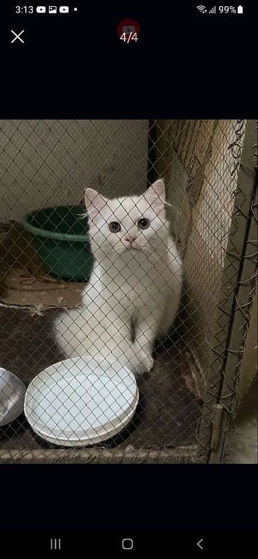 Triple Cort Persian Cats pair جوڑی 2