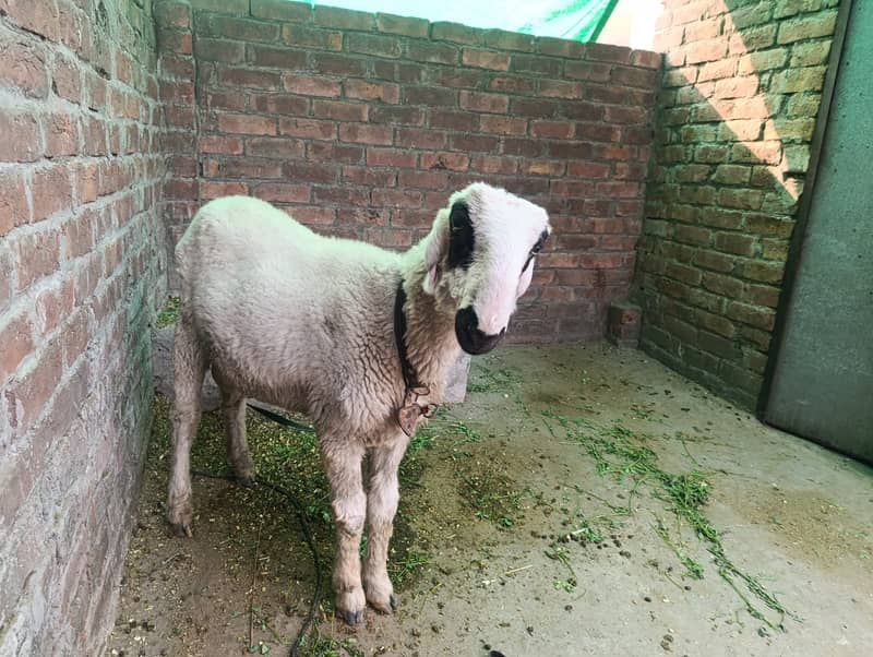 desi chatra / Goat / Bakra / Chatra | mundra | sheep | Kajla 2