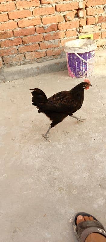 desi hen's sale 2