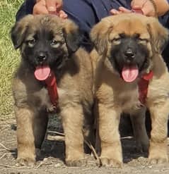 bakarwal dog security dog male female  dog for sale