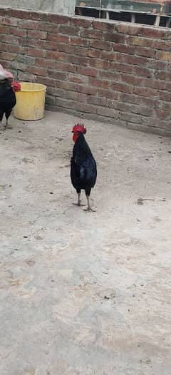 australorp