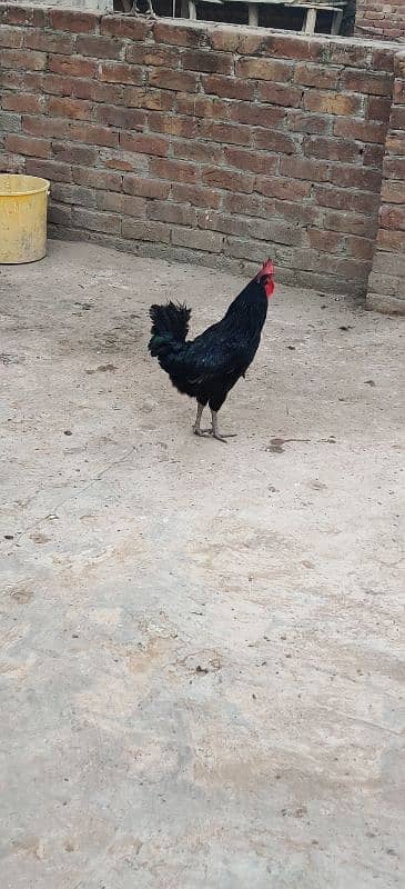 australorp for sale male only 2