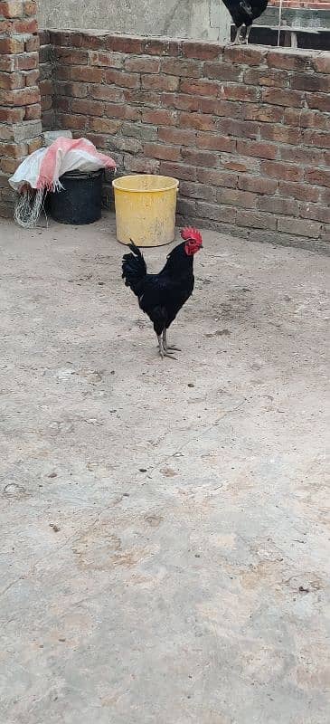 australorp for sale male only 3