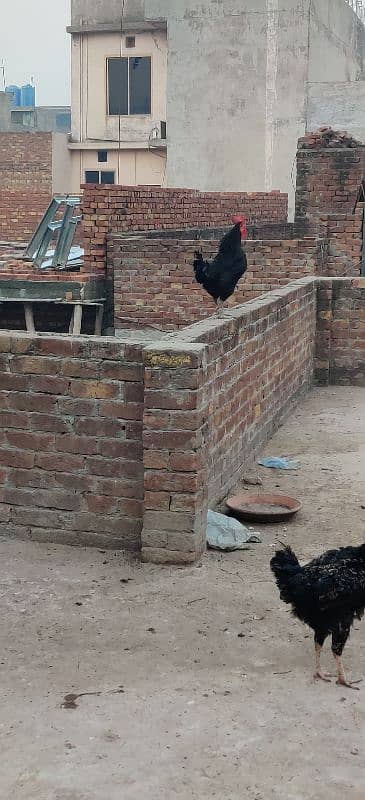 australorp for sale male only 5