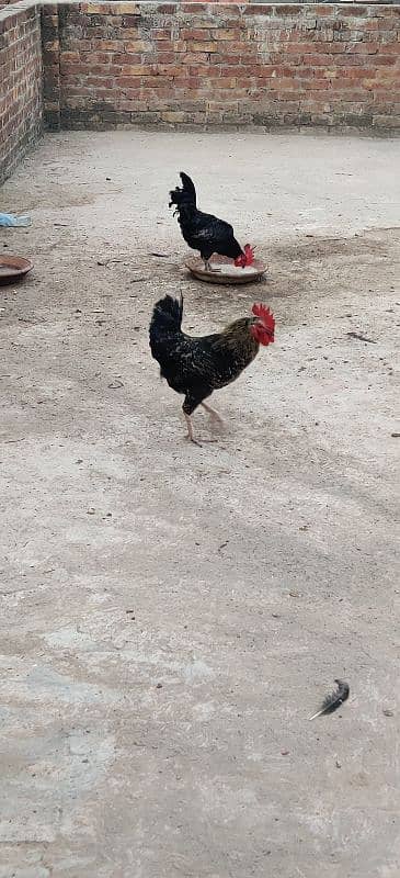 australorp for sale male only 6