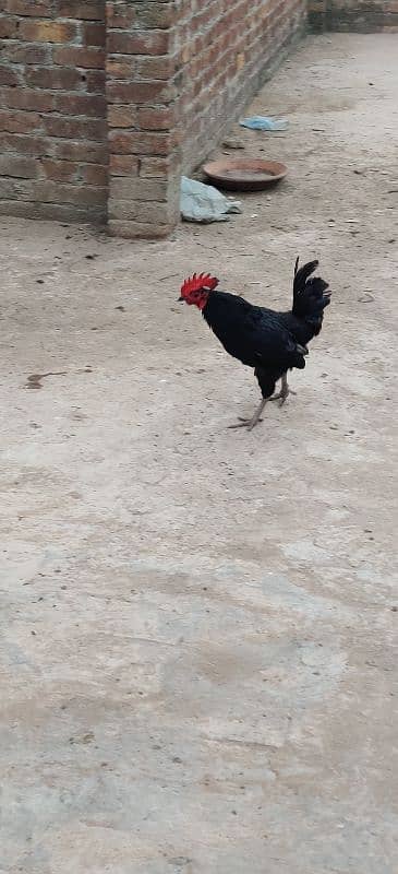 australorp for sale male only 7