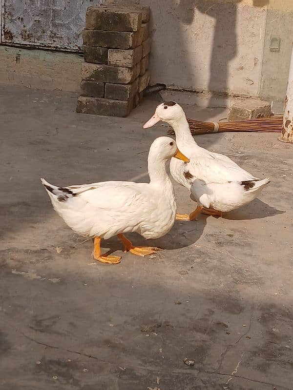 Ducks for you 0