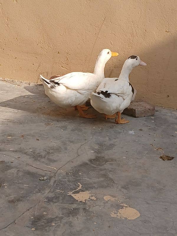 Ducks for you 2