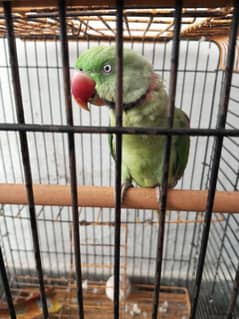 Talking parrot. . (0345-8729-657)