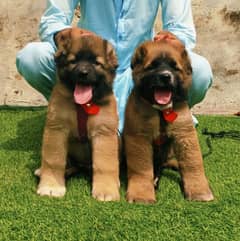 kurdish kangal Pair / kurdish kangal Dog For Sale