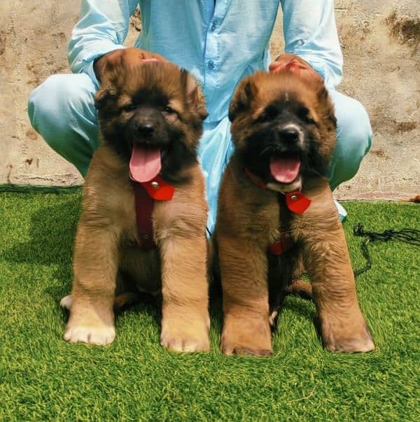 kurdish kangal Pair / kurdish kangal Dog For Sale 0