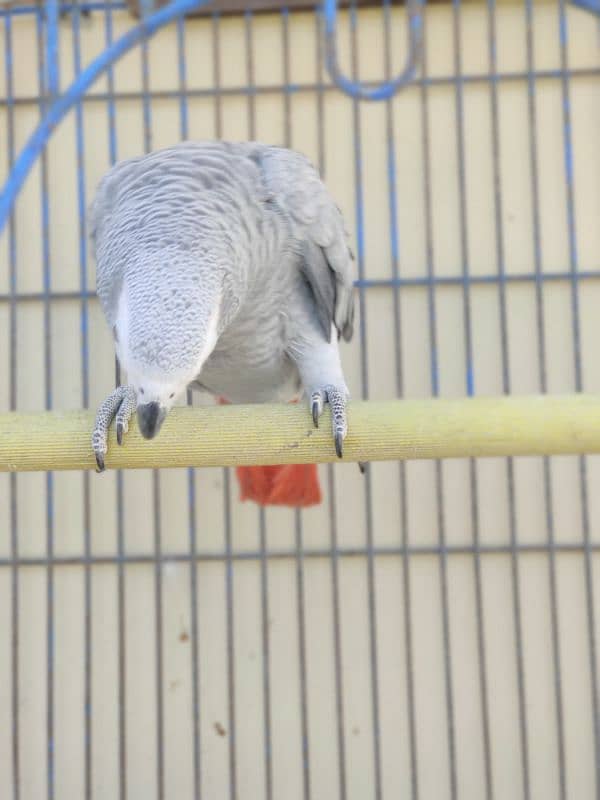 African Grey parrot 4