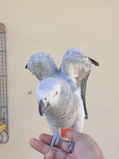 African Grey parrot