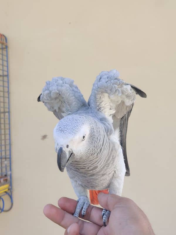 African Grey parrot 0