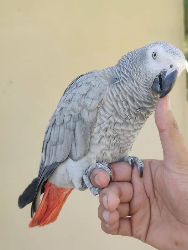 African Grey parrot 1