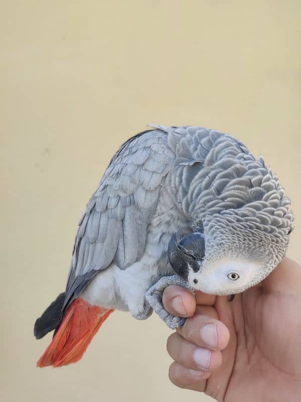 African Grey parrot 3