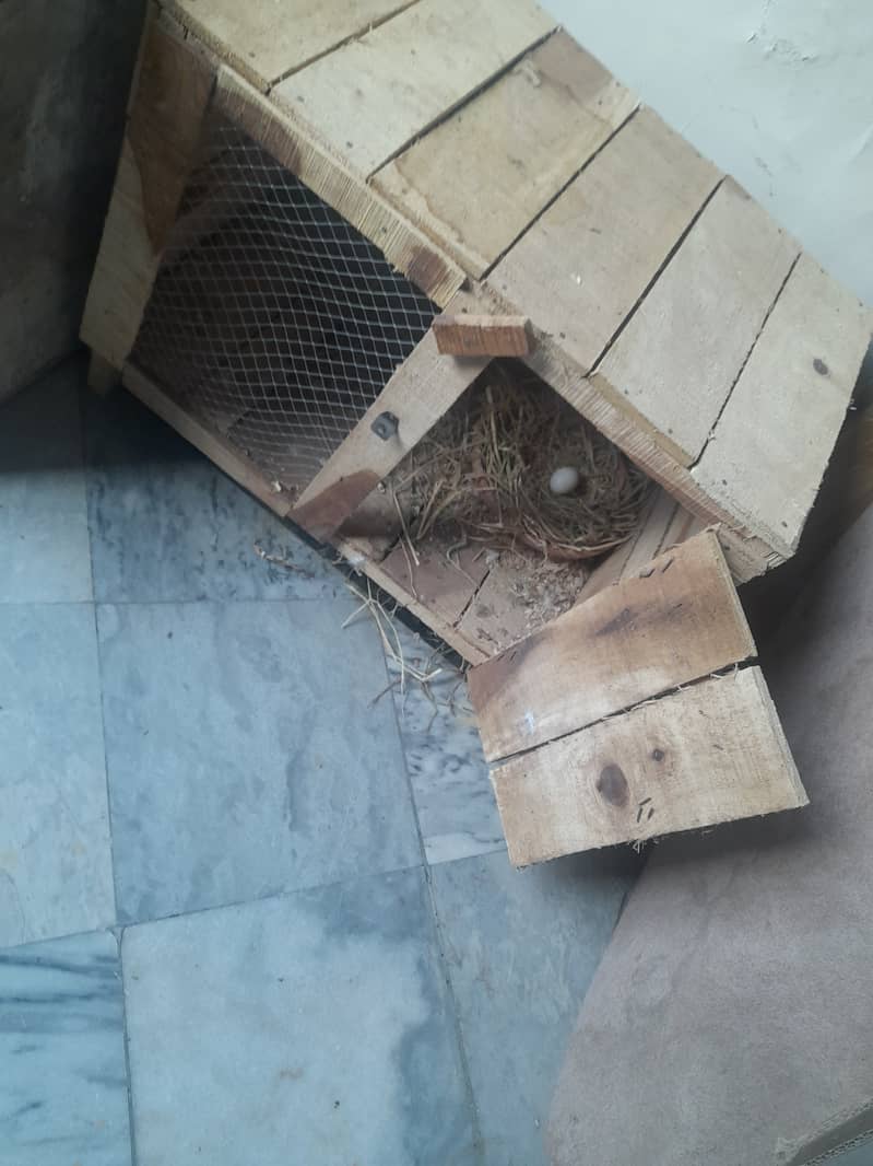 Lucky pigeon for sale 2 pairs sath 2 cages or egg 2