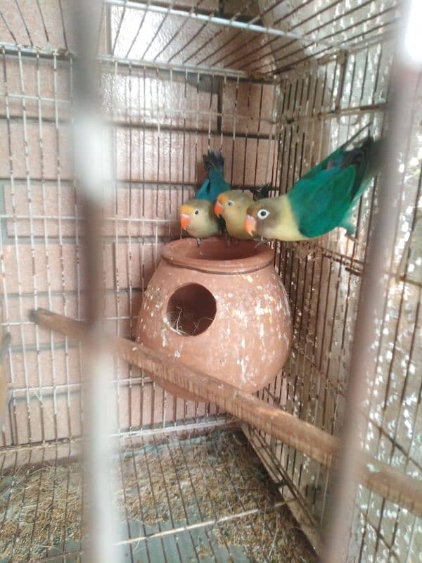 love bird with cage which box 03049836129 1