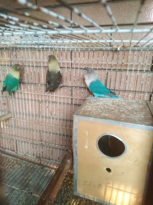 love bird with cage which box 03049836129 2