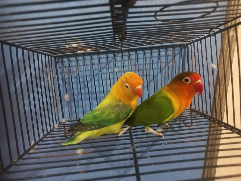 lovebirds breeder pair 0