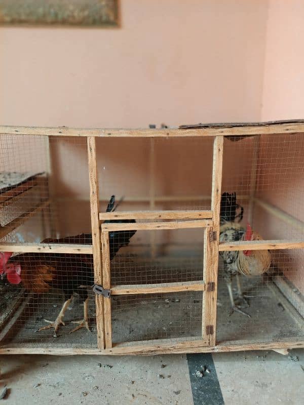 I want to sold my Hens 3